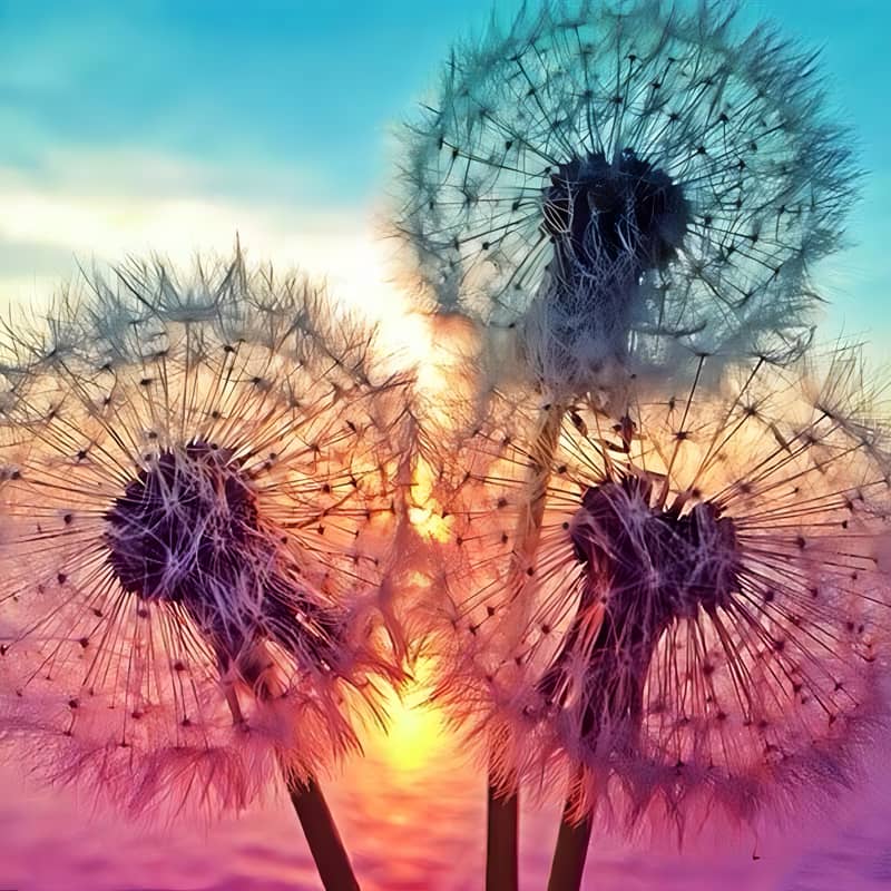 Dandelions In A Sunset | Diamond Painting