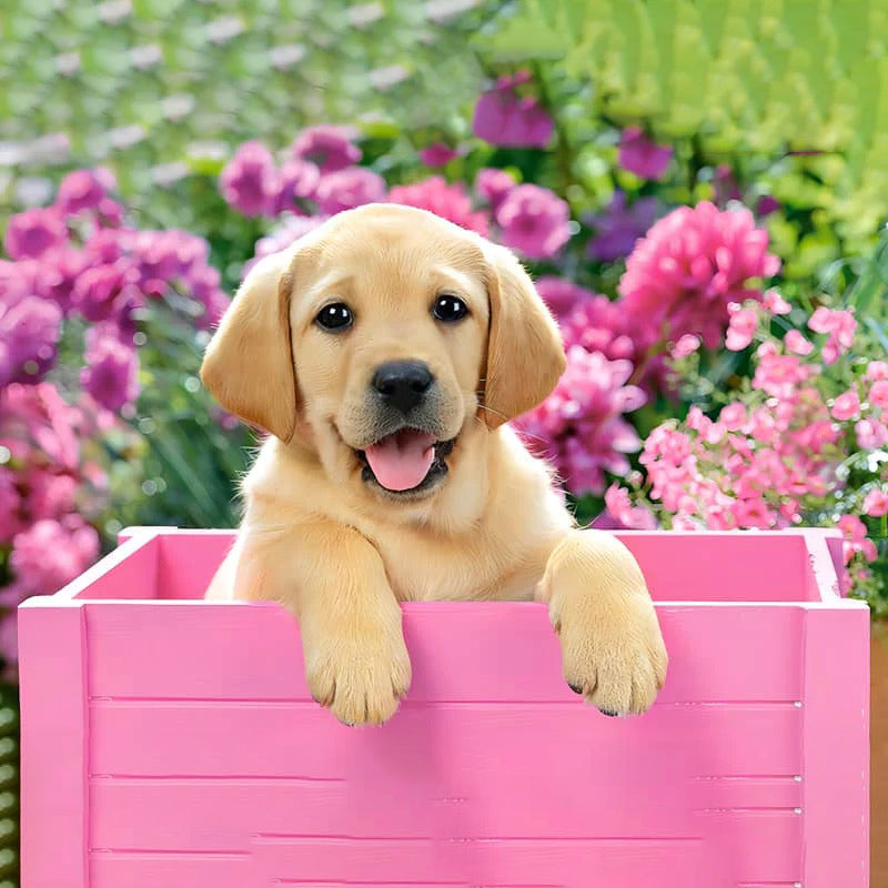 Dog In A Pink Box | Diamond Painting