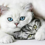 Load image into Gallery viewer, Friendly Cats | Diamond Painting
