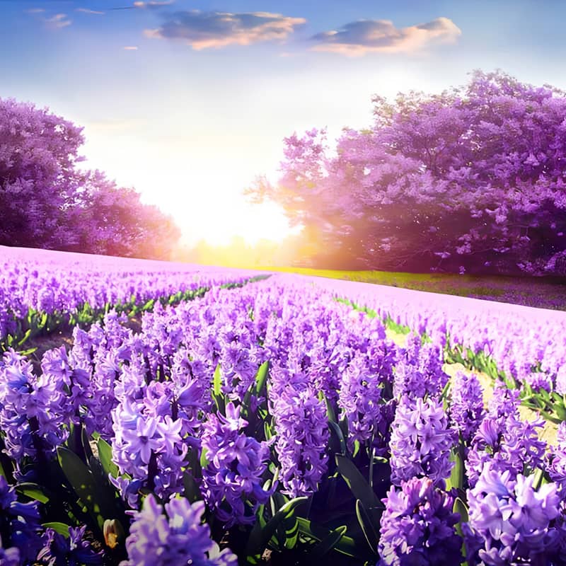 Purple Trees In Lavender Fields | Diamond Painting