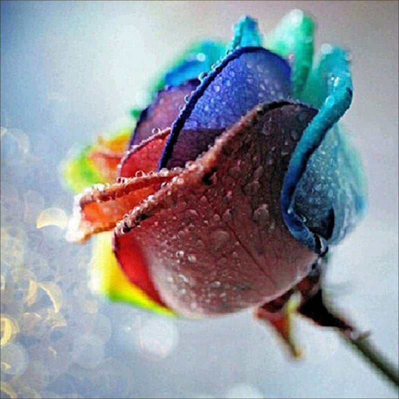 Rainbow Dewy Rose | Diamond Painting