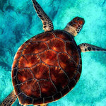 Load image into Gallery viewer, Swimming Sea Turtle | Diamond Painting
