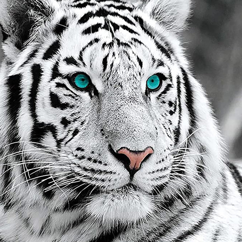 White Tiger | Diamond Painting