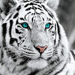 Load image into Gallery viewer, White Tiger | Diamond Painting
